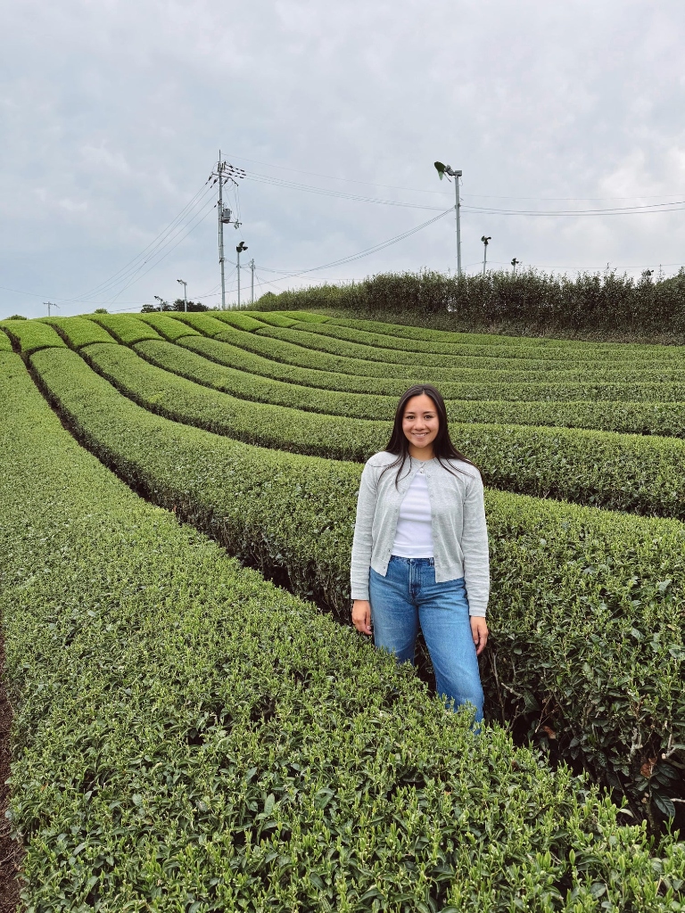 Zelené čajové plantáže v oblasti Uji